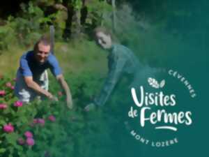 photo VISITES DE FERMES 2025: LES PLANTES DES CEVENNES
