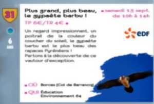 photo Plus grand, plus beau, le gypaète barbu ! - sortie CPIE