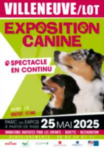 photo Exposition canine