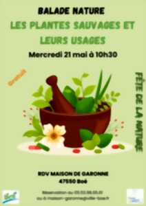 photo Balade à la découverte des plantes sauvages et de leurs usages