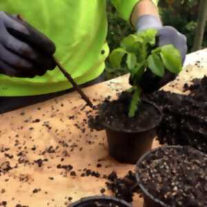 photo L'empreinte des plantes
