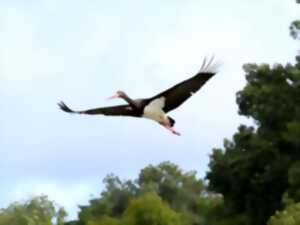 photo Cigognes et rapaces en migration