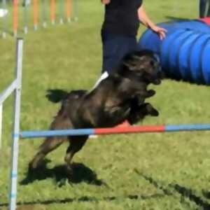 photo Concours Agility dog