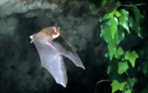 photo Soirée chauve-souris avec Mendi Gaiak