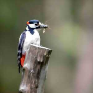 photo Les oiseaux en bord de Tardoire