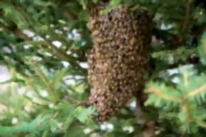 photo Journée d'initiation à l'apiculture