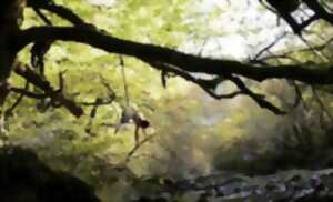 photo La forêt imaginée