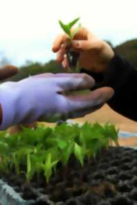photo Des plantes et des secrets