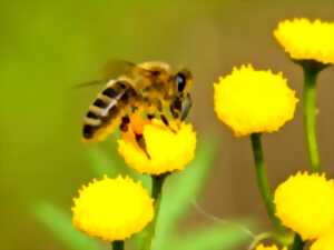 photo Les abeilles - conférence et exposition