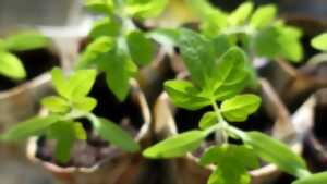 photo Balade d'initiation aux plantes sauvages comestibles et médicinales