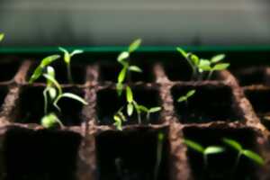 photo TROC DE GRAINES ET PLANTS