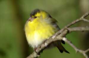 photo Les oiseaux des villes dans le parc et les jardins de l'Auzette - Limoges