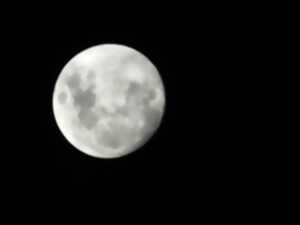 photo Sortie Nature nocturne - Les secrets de la nuit
