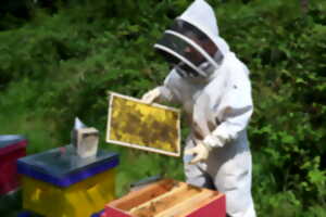 photo Rencontres avec nos amies les abeilles