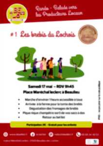 photo Randonnée producteur - Les brebis du Lochois