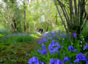 photo Sortie Nature - Musique verte et jouets buissonniers