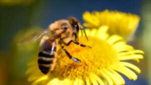 photo Fête de la Nature à Condé-en-Normandie : À la découverte du monde fascinant des abeilles