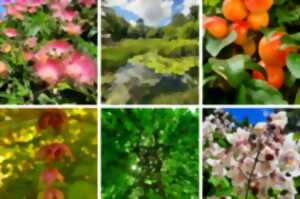 photo Rendez-Vous aux Jardins : Découverte du parc Mouton Village et de son arboretum