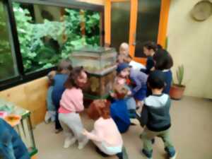 photo VISITE COMMENTÉE DE LA RUCHE VITRÉE