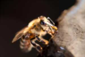 photo Eté actif | Zoom sur les pollinisateurs | Lac de Gurson