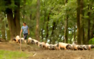 photo Visite d'une ferme familiale de porcs basques et de piment d'Espelette