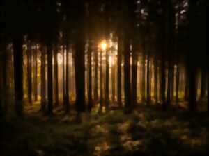 photo La forêt du Boesch, sanctuaire de nature