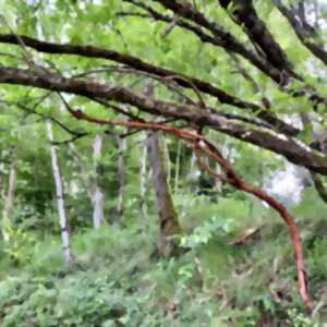 photo L'art dans la Nature, SculpTour 2025 : vernissage