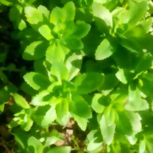photo Sortie plantes sauvages comestibles et médicinales