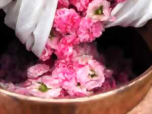 photo Cueillette et distillation de la Rose de Damas
