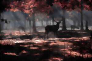 photo Sortie brame du cerf : immersion dans la nuit de la forêt