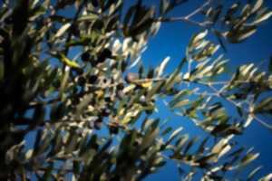 photo L'ODYSÉE DE L'OLIVE
