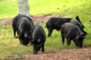 photo FERME EN FETE : LES PORCS DU COTEAU DE CHARLAS