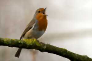 photo SORTIE CHANT D'OISEAU