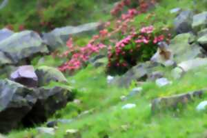 photo Sur les traces des marmottes