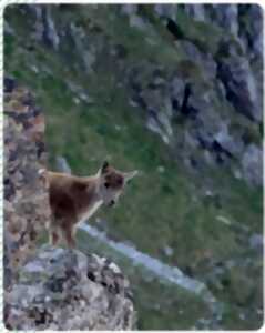 photo A la découverte de la faune pyrénéenne