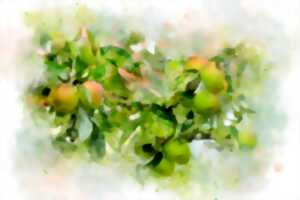 photo Atelier culinaire intergénérationnel - Légumineux et fruits du jardins