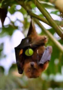 photo Nuit de la chauve-souris