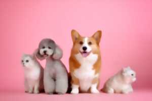 photo Musique et histoires d'animaux