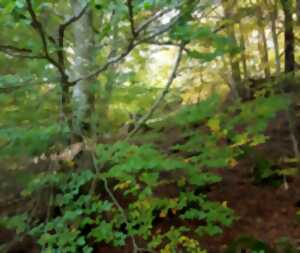 photo RETRAITE ESTIVALE - YOGI DES BOIS