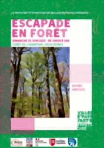 photo Escapade en forêt
