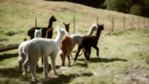 photo Estivale des Savoir-faire - Visite de la ferme des alpagas