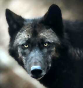 photo Les loups noirs du Canada en vedette !