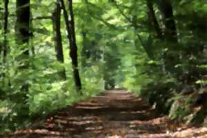 photo Visite contée : une forêt de chênes remarquables par Daniel de l'association des communes forestières du 64