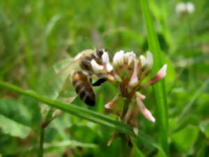 photo Atelier découverte des fleurs et des abeilles
