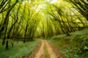 photo Causerie d'ici - Forêt vallée Vézère, à la croisée des chemins