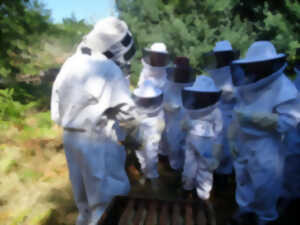 photo Ouverture de la ruche