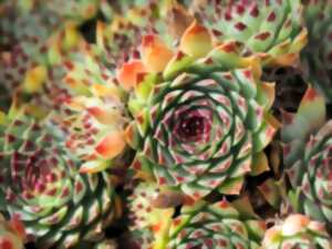 photo VISITE DE JARDINS ET PÉPINIÈRE