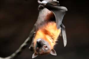 photo BALADE DÉCOUVERTE DES CHAUVES-SOURIS