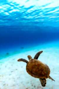 photo Micro-Folie : Atelier enfants - L'homme et la tortue