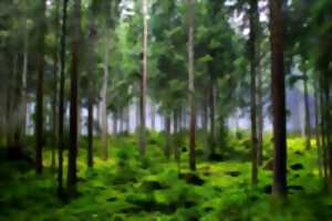 photo La forêt tient salon